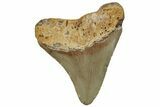 Fossil Megalodon Tooth - North Carolina #254877-1